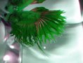 betta crowntail